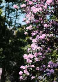 三月深圳賞花聖地，錯過要等一年