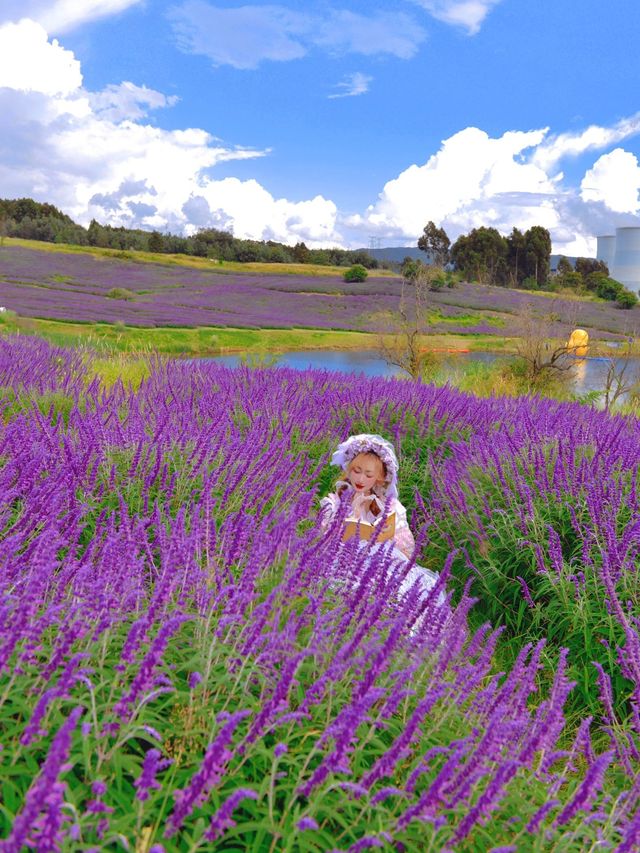 10月雲南昆明浪漫雲端花海油畫莫奈花園