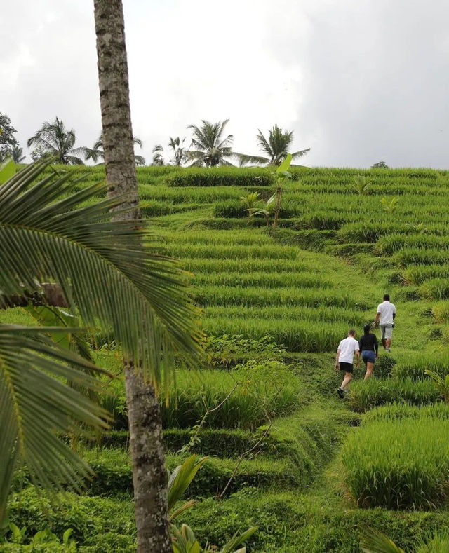 巴厘島 | 安缦黛宁度假村 Amandari Bali