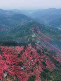 人間四月芳菲盡，雲霧山上看杜鵑