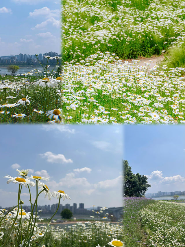 重慶賞花 | 攬江公園的小雛菊開滿了！！
