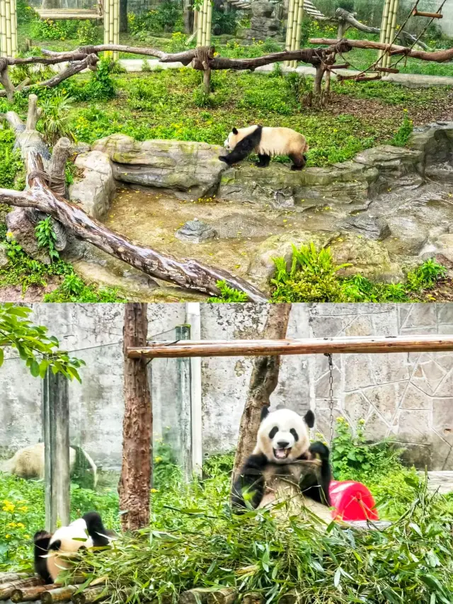 重慶｜打卡國寶—熊貓寶寶｜重慶動物園你玩得可真花啊！