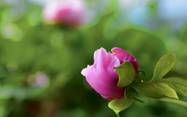 花開時節動塞外：國色天香了300多年的陪嫁牡丹