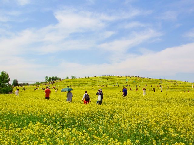 我終於來了任意門的另一邊——芸上梯田