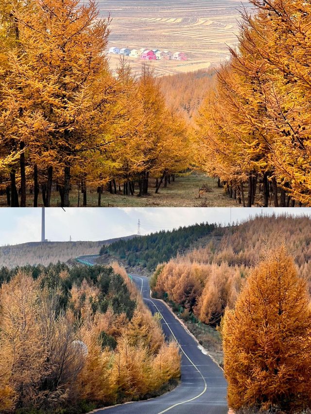 我願稱樺皮嶺為北京小新疆每週一山|||草原森林 相映成趣？