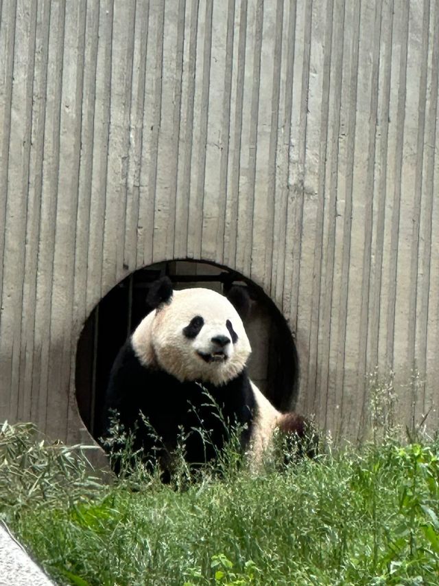 神樹坪的貓貓都乖慘了。