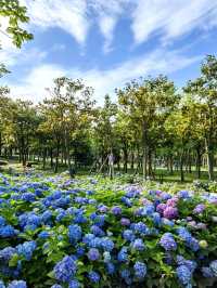 徐匯這個公園不宣傳繡球花海糊塗啊