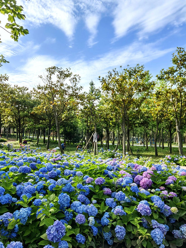 徐匯這個公園不宣傳繡球花海糊塗啊