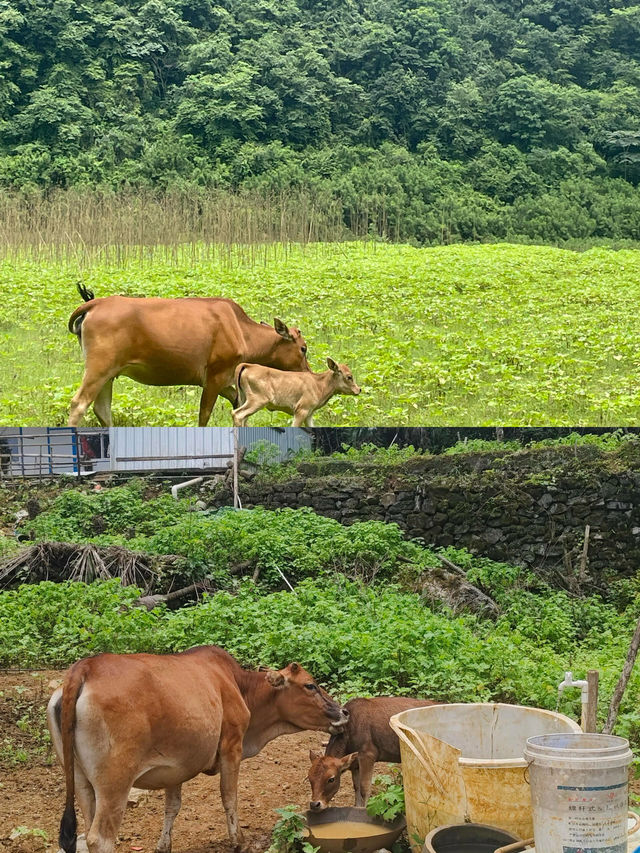 牛湖線·清遠陽山·廣州週邊最美徒步線之一