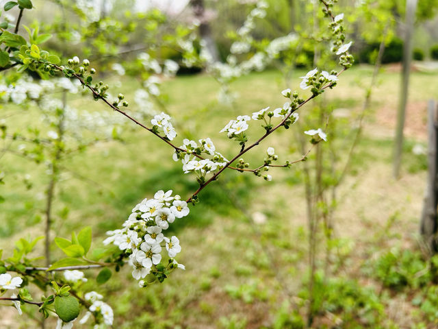 上海賞櫻好去處，顧村公園