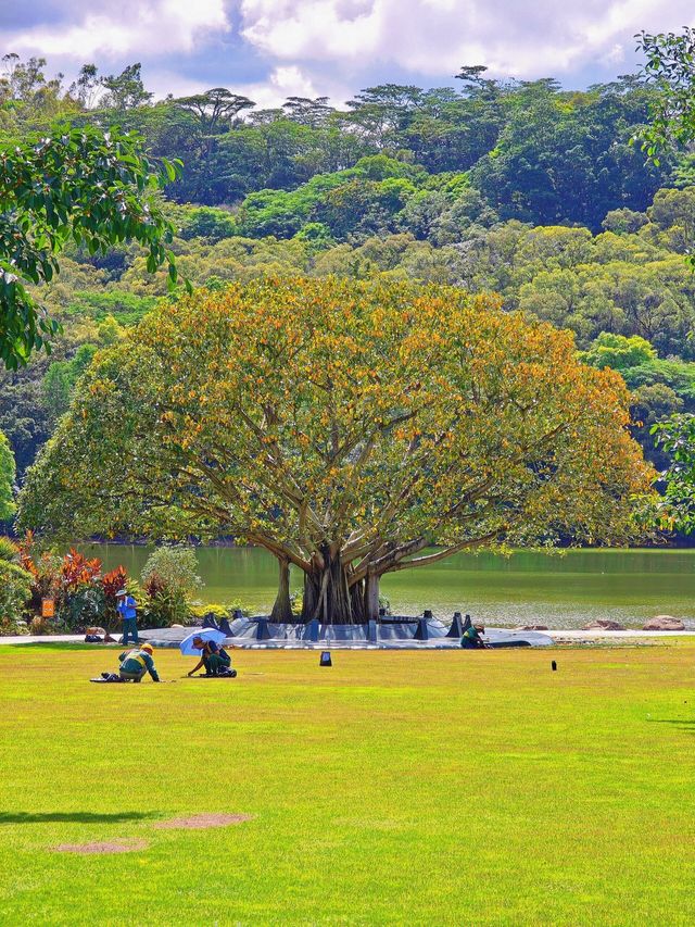 仙湖植物園，我原稱之為深圳小絕境