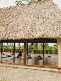 🌴 Belize Bliss: Unwind at Copal Tree Lodge 🏝️