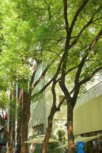 9月的深圳，依舊是37℃的夏天