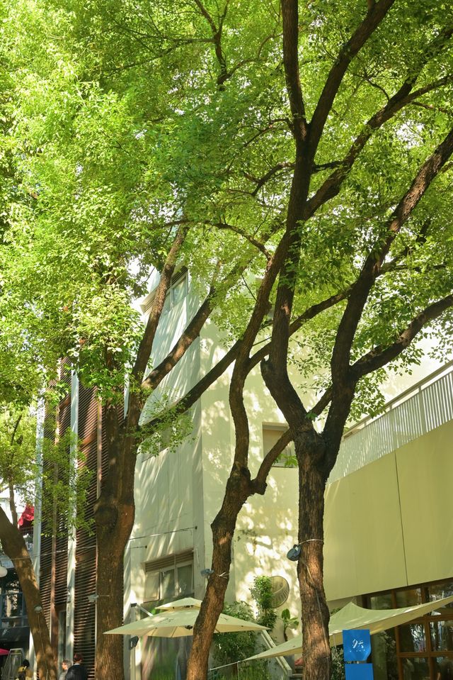 9月的深圳，依舊是37℃的夏天