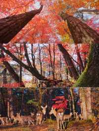 錯過等一年賞楓好去處·中秋國慶長白山