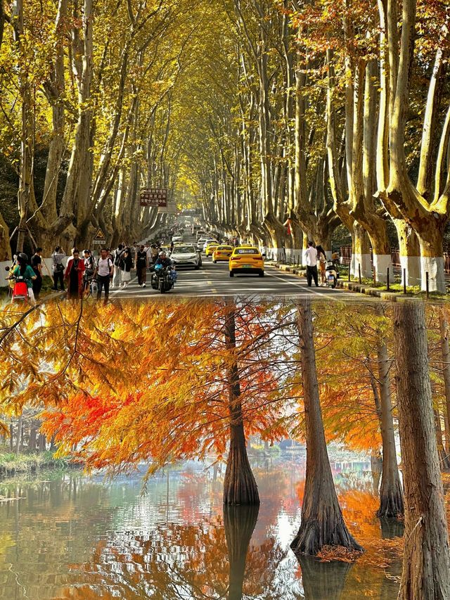 如果錯過了明孝陵的秋天,那該有多遺憾呀。