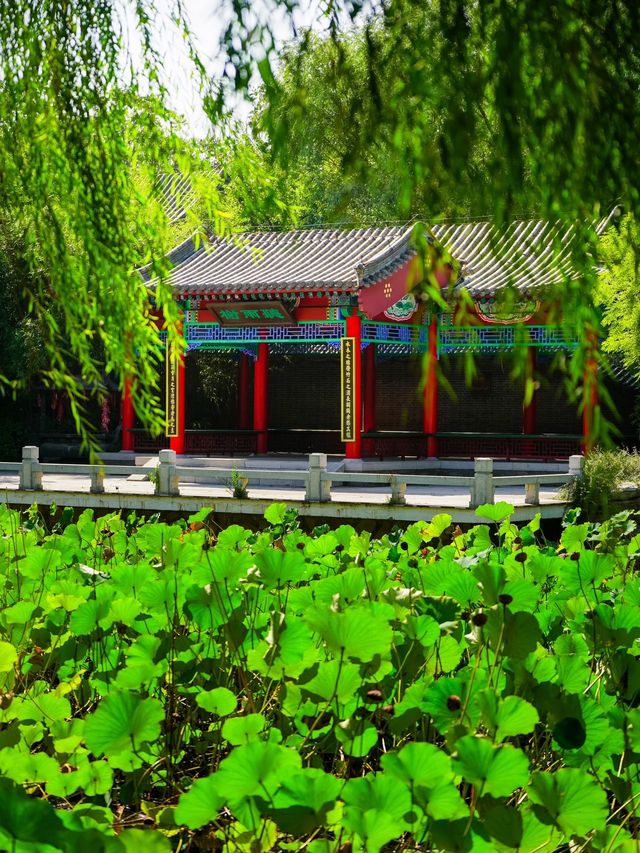 迄今為止，最愛的寶藏縣城 | 濱州惠民。