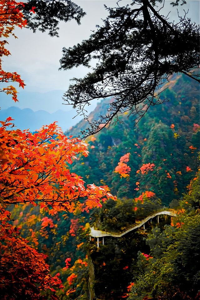 秋遊好去處，這個秋天一定要去巴山大峽谷！。