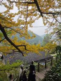 第一次來盤州旅遊不要慌！！！來看妥樂銀杏。
