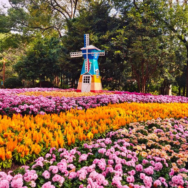 上海共青森林公園秋日攻略。