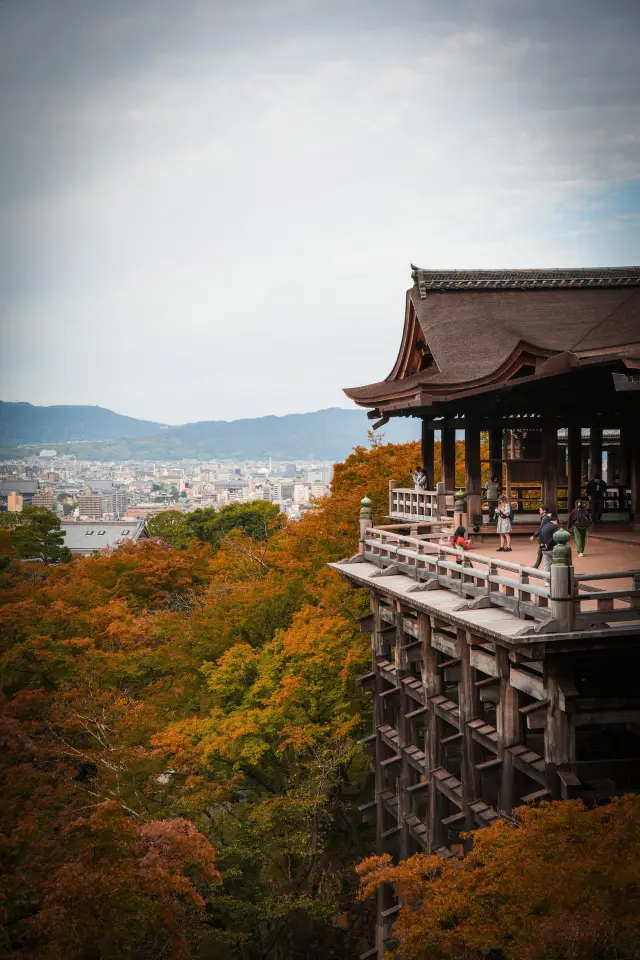 Kyoto Maple Leaf Viewing Guide: Miss it and you'll have to wait a year!