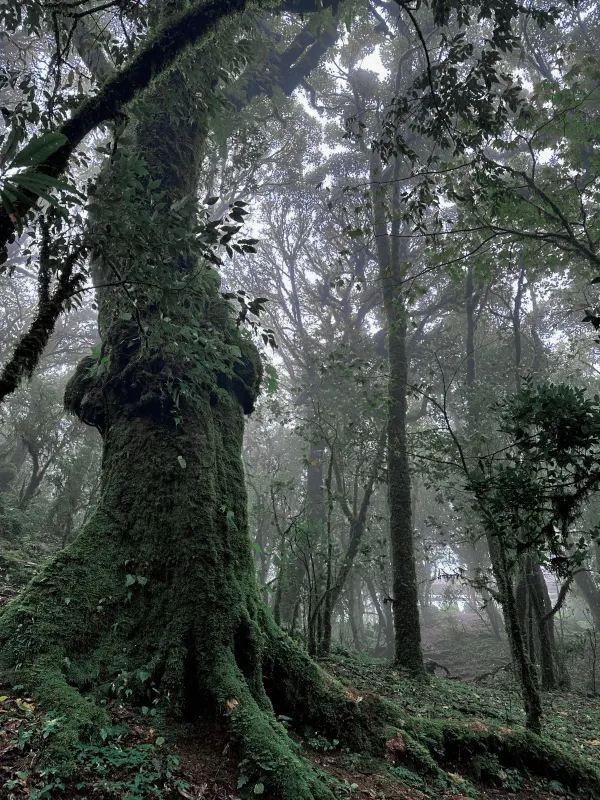 哀牢山保姆級攻略1.0🌳帶你領略自然之美