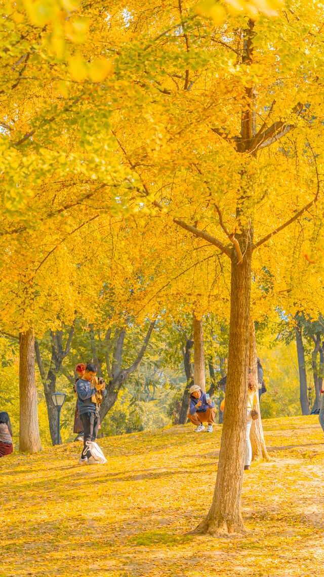 武漢解放公園賞秋攻略！來這裡感受金秋的浪漫