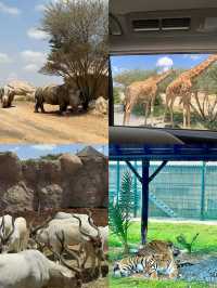 敢不敢來迪拜野生動物園逛逛