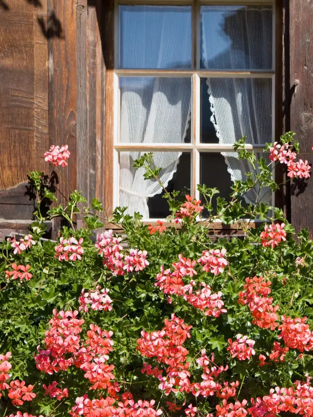 Senior Tour in Switzerland: 4,000 RMB per Person for a High-quality Trip