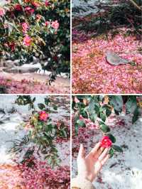 濟州島冬日浪漫！雪中山茶花，來這裡就對啦