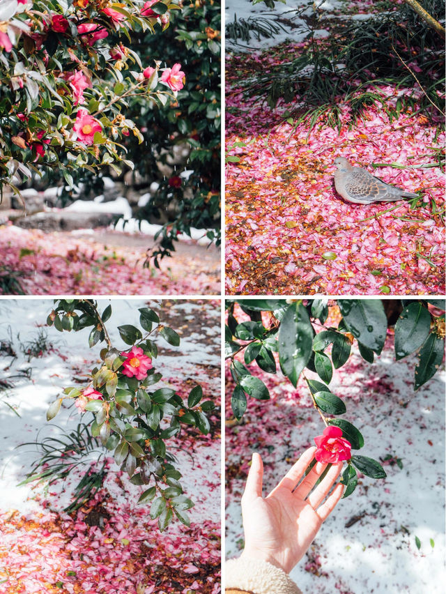 濟州島冬日浪漫！雪中山茶花，來這裡就對啦