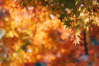 上海紅葉季｜閔行紅園，我言冬日勝春朝