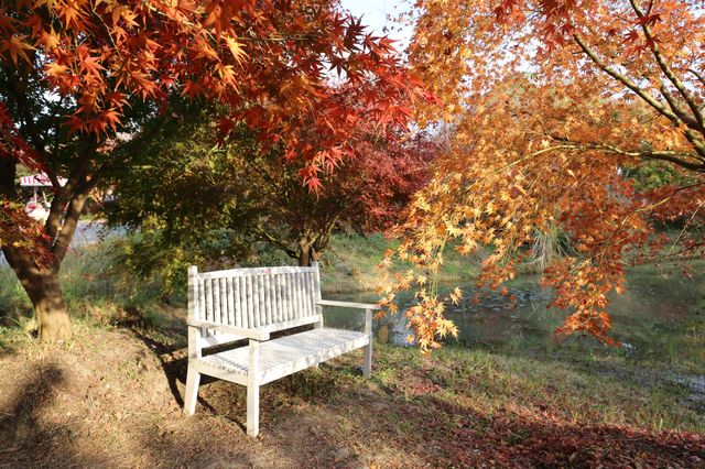 又是一年楓葉紅~~花開海上生態園