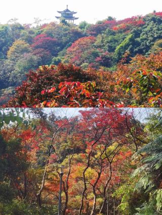以為香雪公園的紅葉夠美了直到我去了這公園
