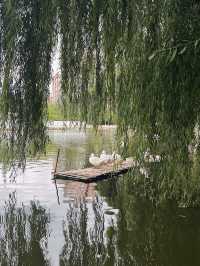 春節暢遊昆明-西雙版納-普洱 6日精選行程建議