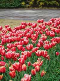 福州沙灘公園鬱金香花海美如油畫