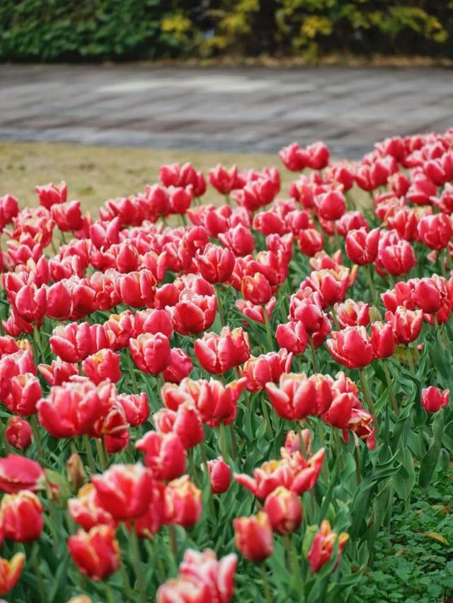 福州沙灘公園鬱金香花海美如油畫