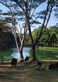 深圳好逛公園系列｜落羽杉草地和流水潺潺