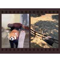 探秘安徽大青山野生動物園，邂逅自然野性之美