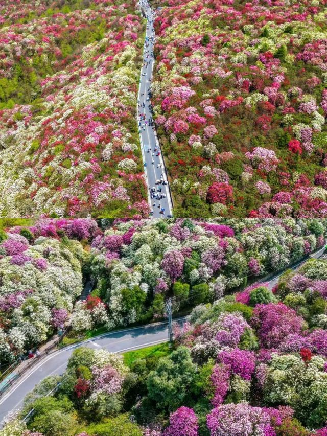 【百里杜鹃,美到窒息的花海仙境!】 【百里杜鹃,美到窒息的花海仙境!】