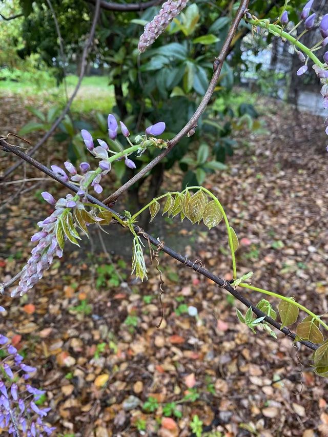 市內公園賞花小攻略