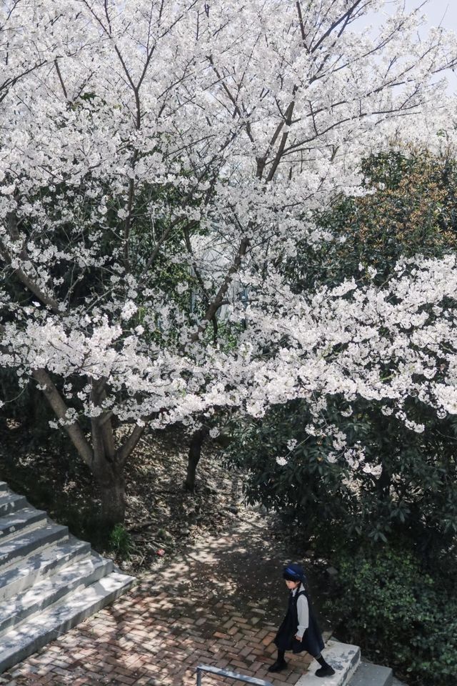 今年不要錯過上海這個超美的漫畫感櫻花階梯