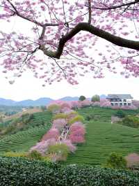永福櫻花秘境國家地理認證的春日天花板