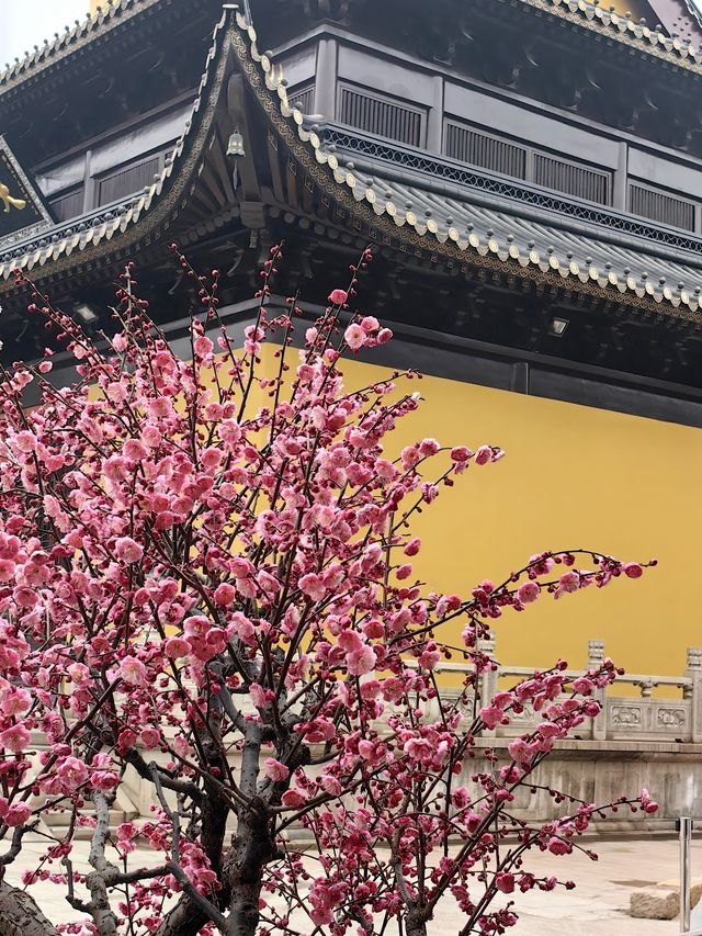 永福庵尋梅記