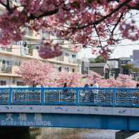 🌸東京限定！大橫川親水公園的爛漫櫻雪