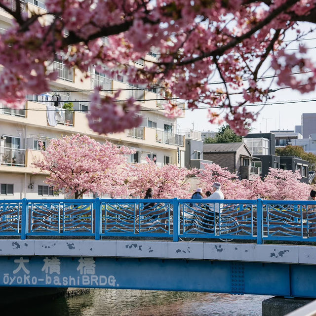 🌸東京限定！大橫川親水公園的爛漫櫻雪