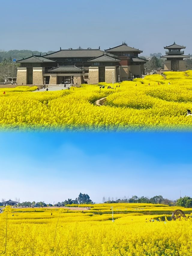 成都贏麻了！想賞油菜花？去這5個地方就夠了！