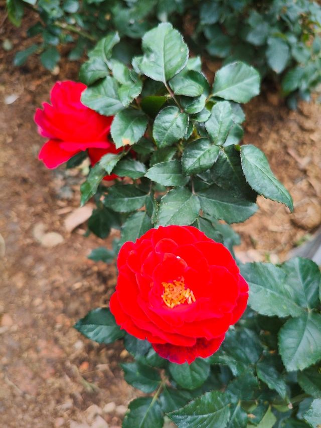 Roses are red, that means i Love You! ❤️🌹