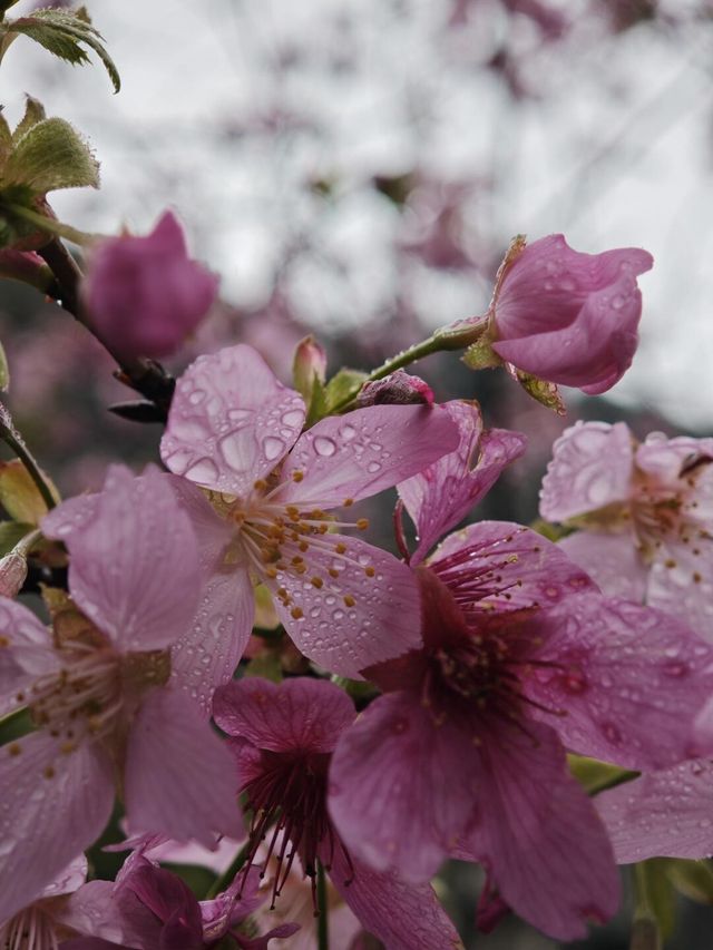 桂林南溪山公園早櫻開花了，最主要是不用門票