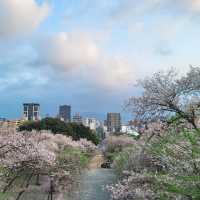 福岡限定 | 邂逅西公園的浪漫櫻花雨🌸